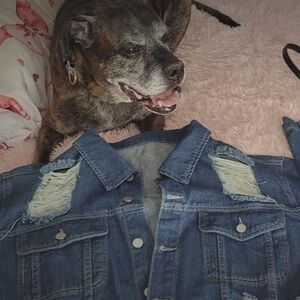 SHEIN Blue Distressed Denim  Cropped Jacket